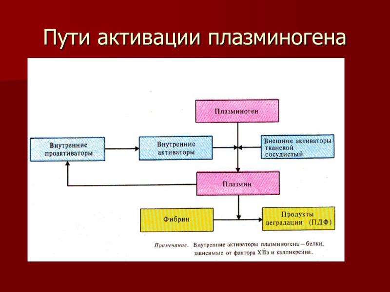 Пути активации плазминогена